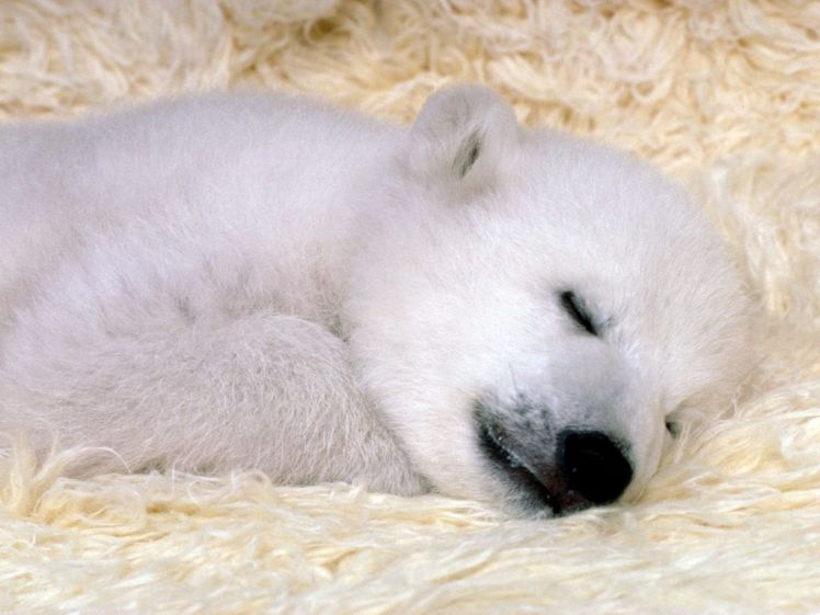 Polar Bear Cub