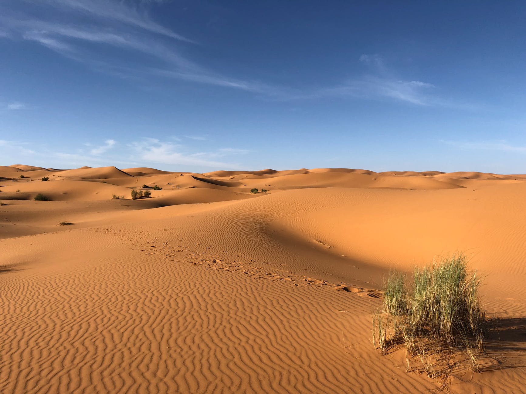green grasses on sahara desert